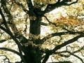 Quercus petraea Image 1