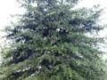 Quercus phellos Image 1