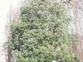 Quercus pseudoturneri Image 1