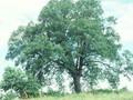 Quercus pubescens Image 1