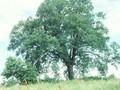 Quercus pubescens subsp lanuginosa Image 1