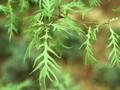 Quercus robur Pectinata Image 1