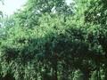 Quercus robur Pendula Image 1