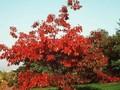 Quercus rubra Aurea Image 1