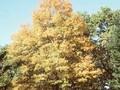 Quercus schochiana Image 1