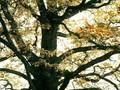 Quercus sessiliflora Image 1