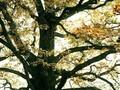 Quercus sessilis Image 1
