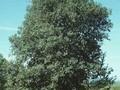 Quercus suber Image 1