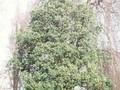 Quercus turneri Pseudoturneri Image 1