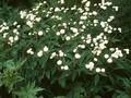 Ranunculus aconitifolius Flore Pleno Image 1