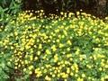 Ranunculus repens Pleniflorus Image 1