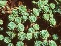 Rhodiola primuloides Image 1