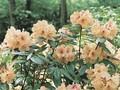 Rhododendron Goldsworth Orange Image 1