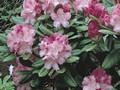 Rhododendron Sonatine Image 1