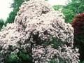 Rhododendron aechmophyllum Image 1