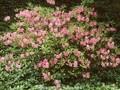 Rhododendron albrechtii Image 1