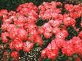 Rhododendron Anuschka Image 1