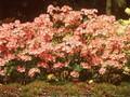 Rhododendron Apple Blossom Image 1