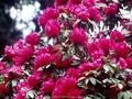 Rhododendron arboreum Image 1