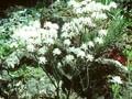 Rhododendron arboreum album Image 1