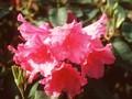 Rhododendron August Lamken Image 1