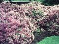 Rhododendron Azalea-Grp Agger Image 1