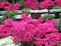 Rhododendron Azalea-Grp Anne Frank Image 1