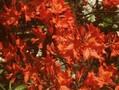 Rhododendron Azalea-Grp Balzac Image 1