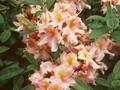 Rhododendron Azalea-Grp Berryrose Image 1