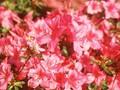 Rhododendron Azalea-Grp Bever Image 1