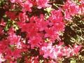 Rhododendron Azalea-Grp Bigge Image 1