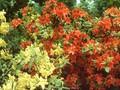 Rhododendron Azalea-Grp Brazil Image 1