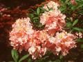 Rhododendron Azalea-Grp Cecile Image 1