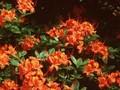 Rhododendron Azalea-Grp Coccineum Speciosum Image 1