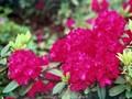 Rhododendron Azalea-Grp Eisenhower Image 1