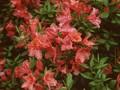 Rhododendron Azalea-Grp Esmeralda Image 1