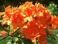 Rhododendron Azalea-Grp Fasching Image 1