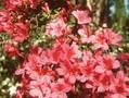 Rhododendron Azalea-Grp Fedora Image 1