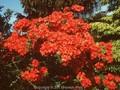 Rhododendron Azalea-Grp Feuerwerk Image 1