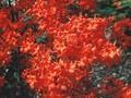 Rhododendron Azalea-Grp Fireball Image 1