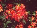 Rhododendron Azalea-Grp Fireglow Image 1