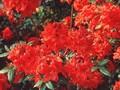 Rhododendron Azalea-Grp Gibraltar Image 1