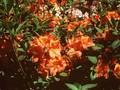 Rhododendron Azalea-Grp Glowing Embers Image 1