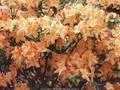 Rhododendron Azalea-Grp Golddust Image 1