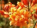 Rhododendron Azalea-Grp Golden Eagle Image 1