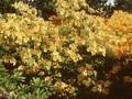 Rhododendron Azalea-Grp Golden Sunset Image 1