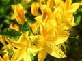 Rhododendron Azalea-Grp Goldtopas Image 1