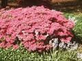 Rhododendron Azalea-Grp Hatsugiri Image 1