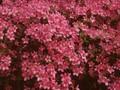 Rhododendron Azalea-Grp Hino-mayo Image 1