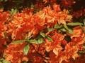 Rhododendron Azalea-Grp Hotspur Orange Image 1